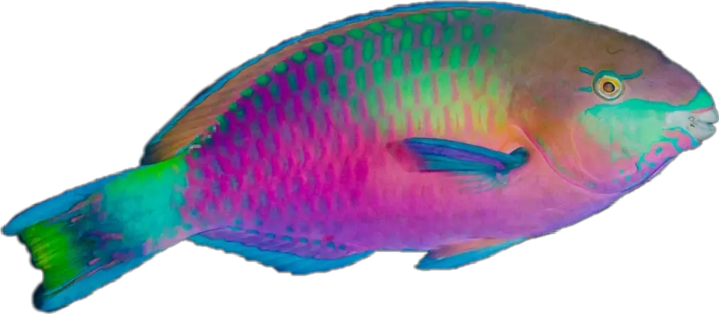 Fish Top View Png