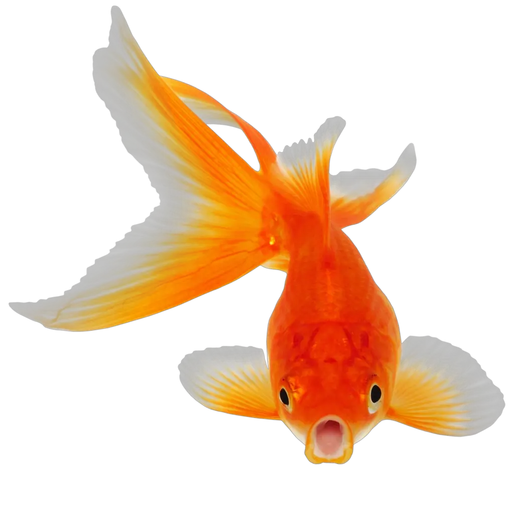 Fish Png Images