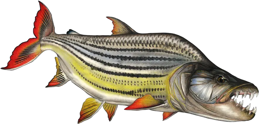 Fish Png Cartoon