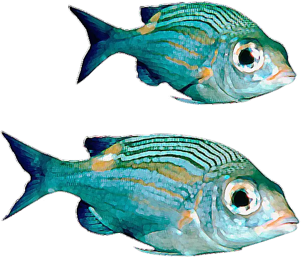 Fish Pic Png