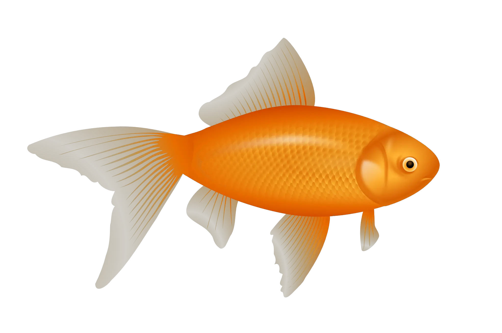 Fish Png Black