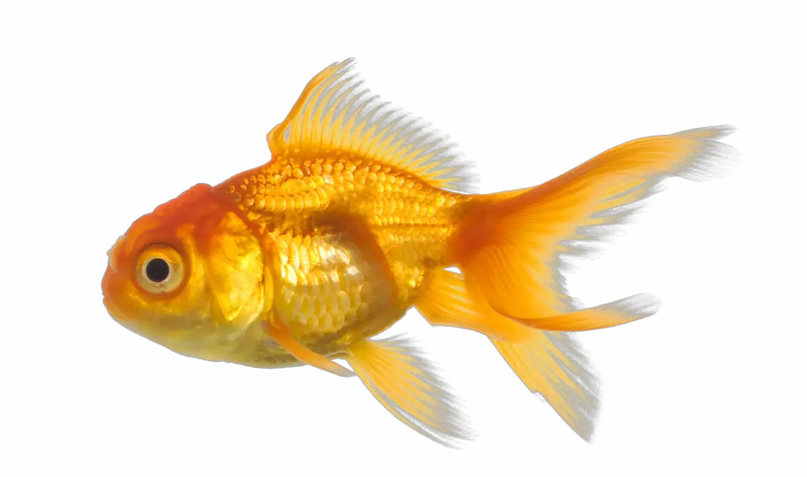 Fish Photo Png