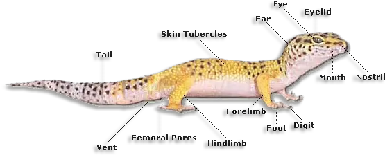 Adirondack Geckos Diagram Of A Gecko Png Leopard Gecko Png