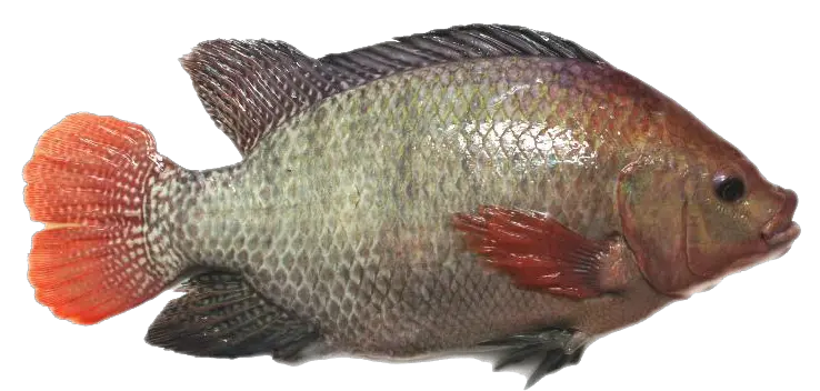 Fish Jump Png