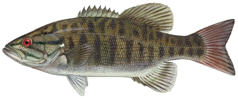 Fish In Water Png