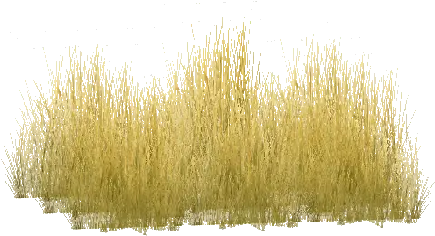 Download Tall Grass Png Savannah Yellow Long Grass Png Grass Png