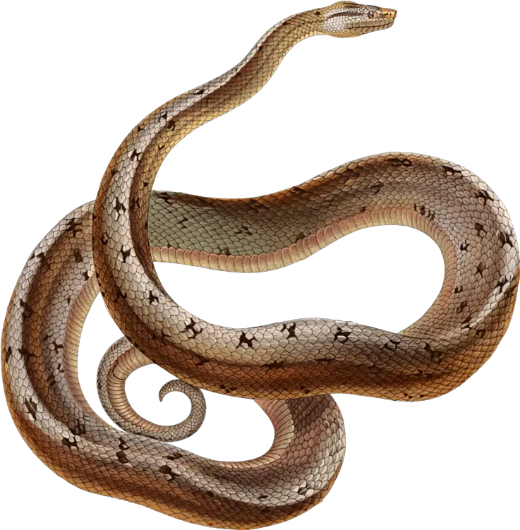 Elapidaereptilegarter Snake Png Clipart Royalty Free Svg Snake 5e Snake Png Transparent