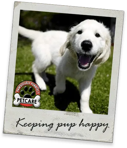 Puppy Care Pawsitively Purrfect Local Enterprise Investment Centre Png Puppy Png