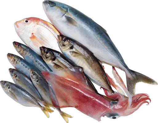 Fish Fins Png