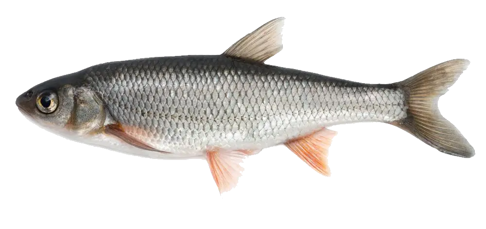 Fish Dish Png