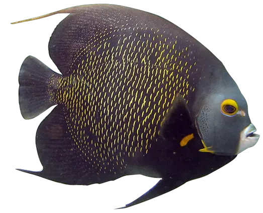 Fish Bucket Png