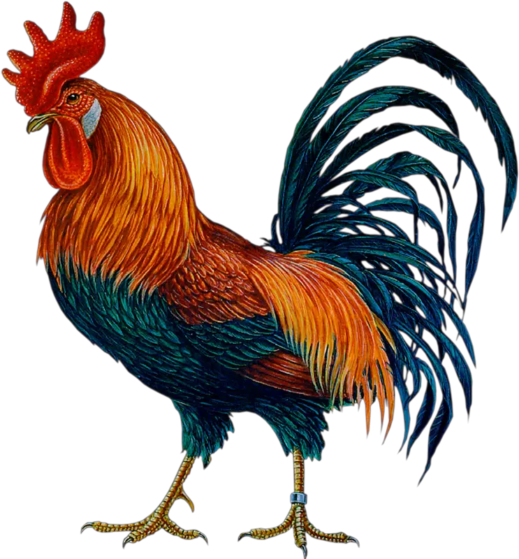 Hen Clipart Gallo Picture 1330084 Rooster Png Hen Png