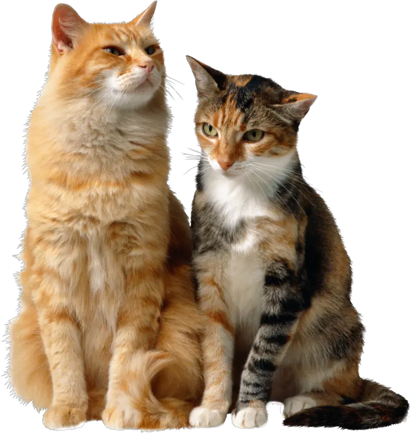 Download Free Png Cats Backgroundcattransparent Dlpngcom Two Cats Png Cats Transparent Background