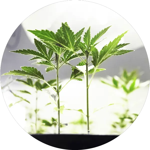 Calypso Enterprises U2013 High Quality Medical Marijuana Cannabis Png Marijuana Plant Png