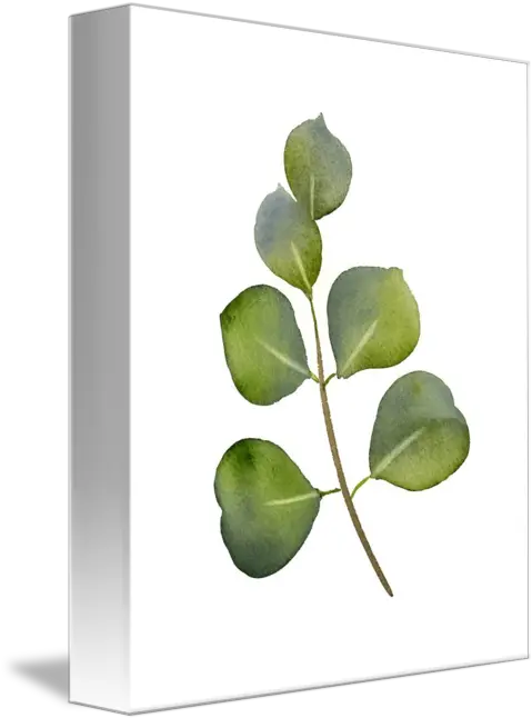 Eucalyptus Leaves By David Rogers Twig Png Eucalyptus Leaves Png