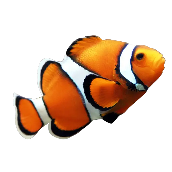 Dory Fish Png