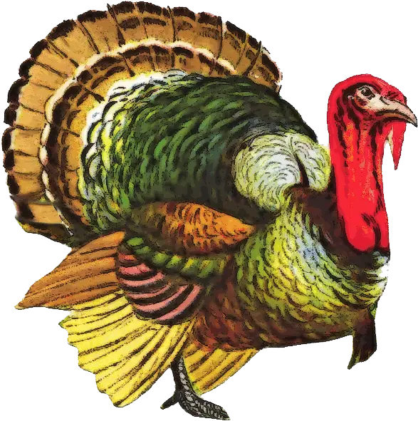 4570book Colored Turkey Clipart Png In Pack 5118 Vintage Turkey Turkey Clipart Png