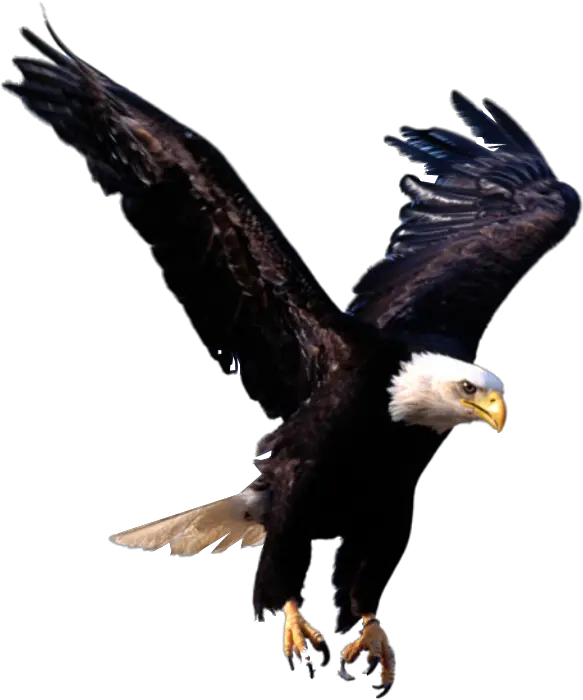 Hd Png Transparent Eagle Eagle Landing Transparent Bald Eagle Transparent