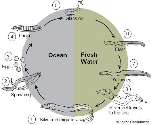 Mystery Solved Insight Into The Eel Migration Oceanbites Migration Of Eel Fish Png Eel Png