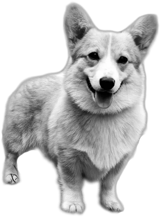 Celine Angelia Clipart Corgis Black And White Png Corgi Transparent