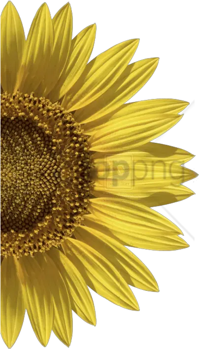 Download Hd Free Png Sunflower Image With Invitation Sunflower Transparent Background