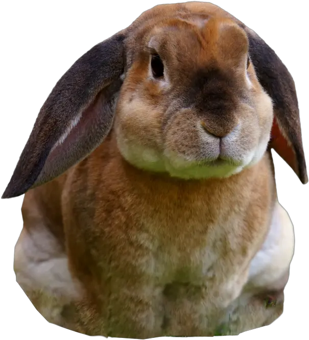 Rabbit Sitting Png Image Purepng Free Transparent Cc0 Rabbit Vaccinations Rabbit Transparent