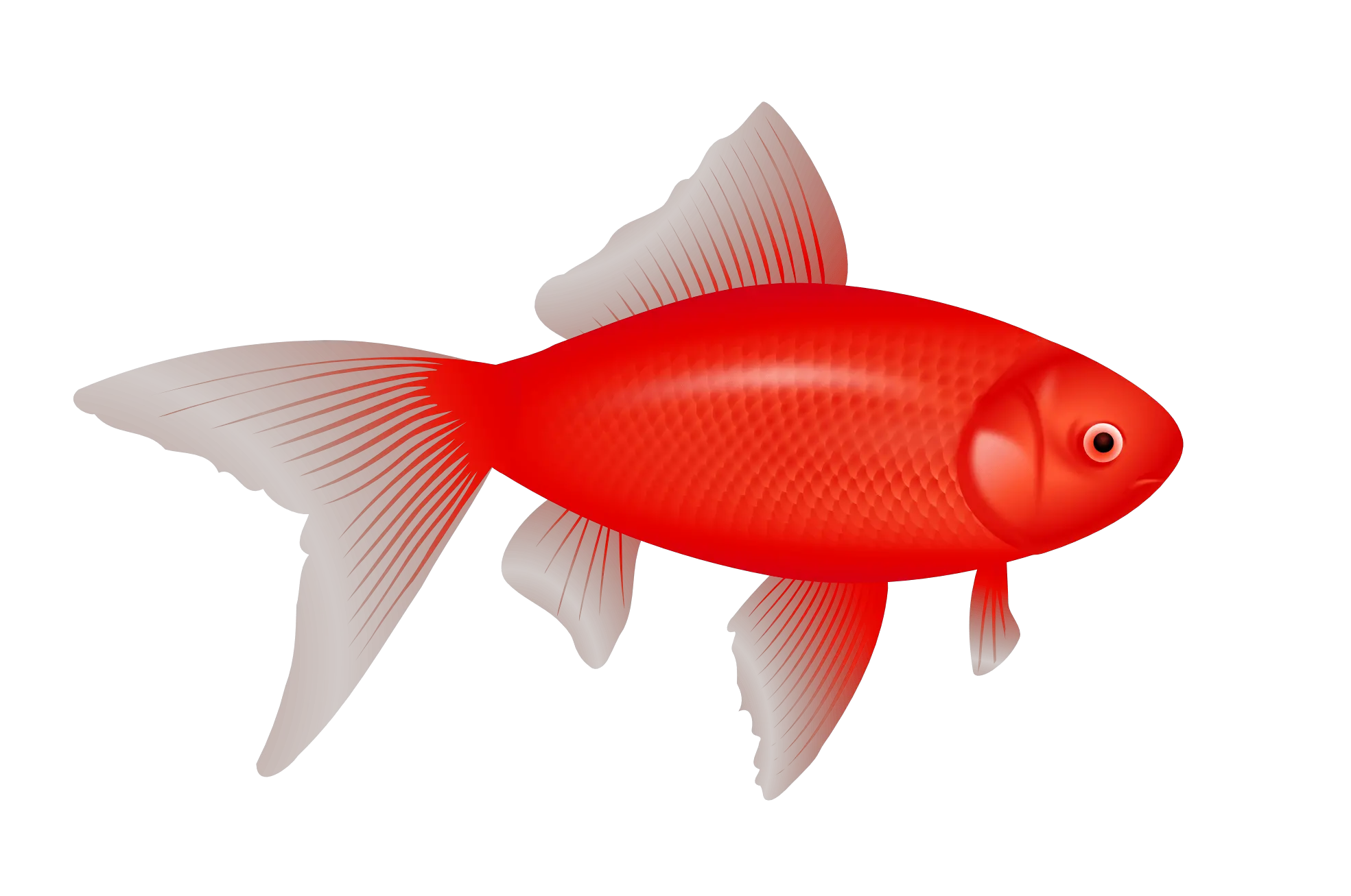 3d Fish Png