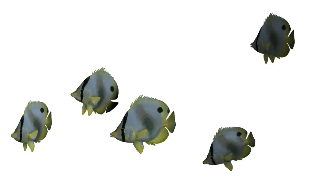 Puffer Fish Png