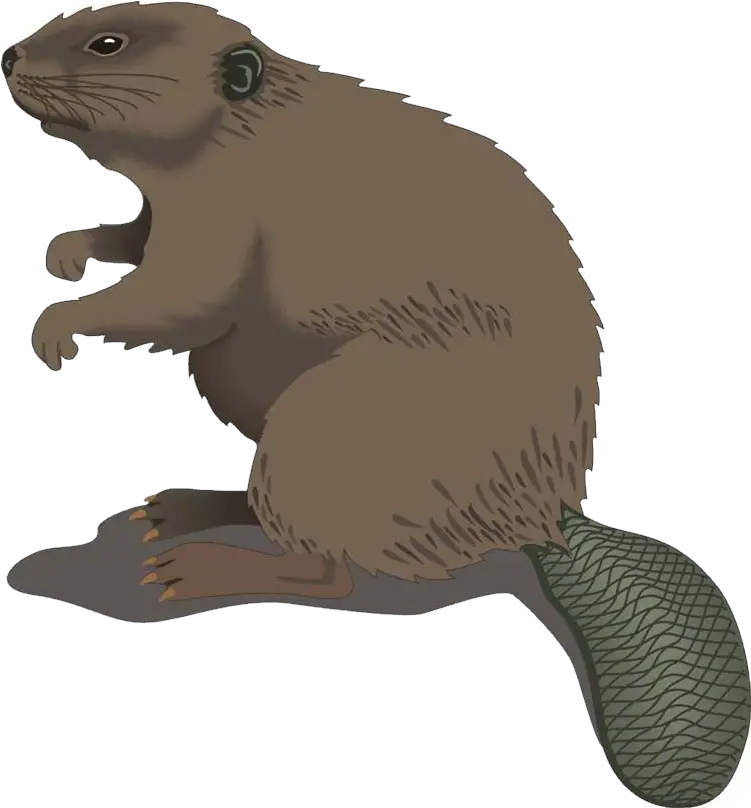 Confused Beaver Png Images Beaver Clip Art Confused Png