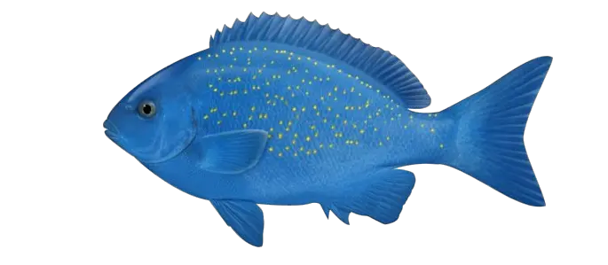 Golden Fish Png