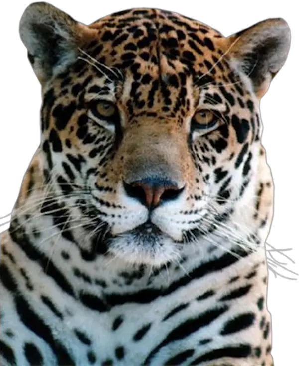 Leopard Png Free Download 10 Tiger Leopard Png