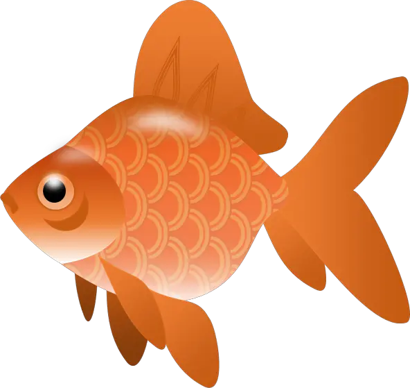 Fish Nets Png