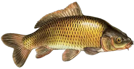 Fried Fish Png