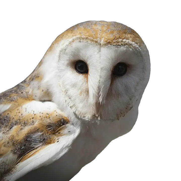 Download Png Images Pngs Telegram Barn Owl Png Telegram Icon Png