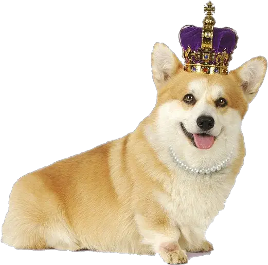 Corgi Png Transparent Corgi Png Corgi Png