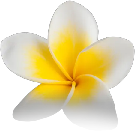 Pictures V Fresh Png Plumeria Png