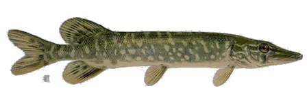 Fishes Png