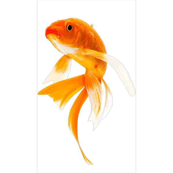 Transparent Fish Png