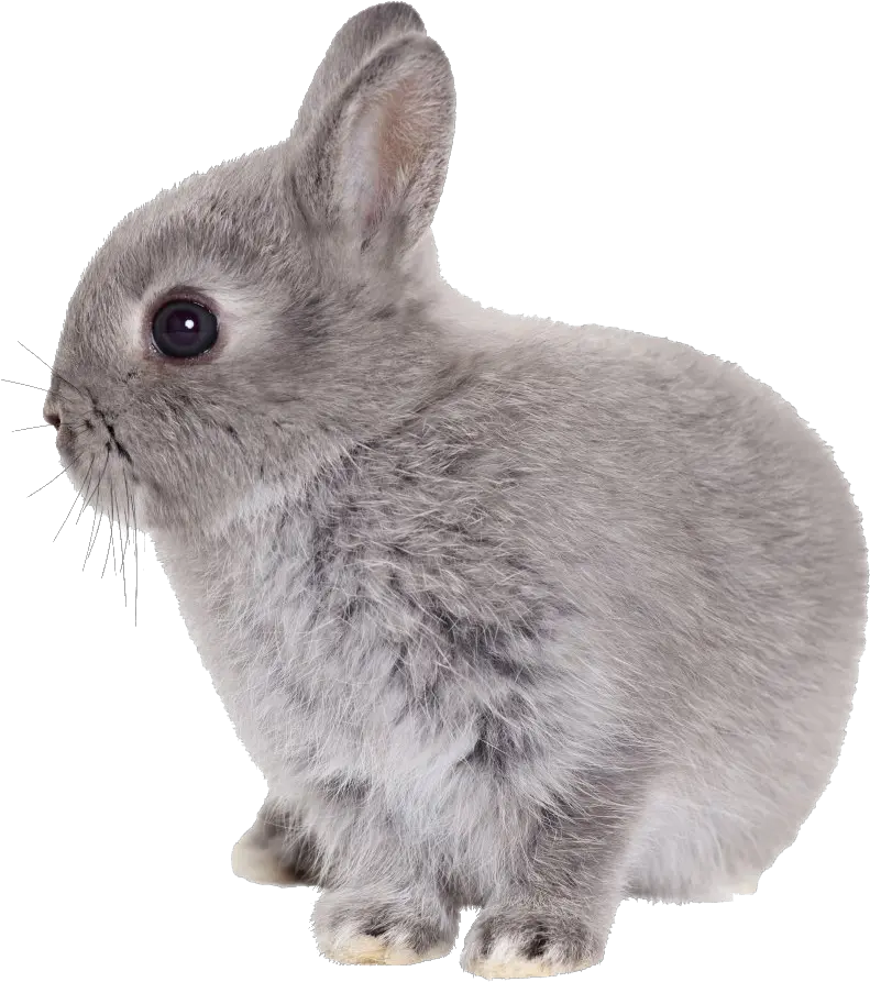 Easter Rabbit Transparent Hq Png Image Rabbit Transparent Png Rabbit Transparent