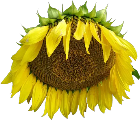 Transparent Flower Tumblr Sunflower Png Flowers Transparent Tumblr