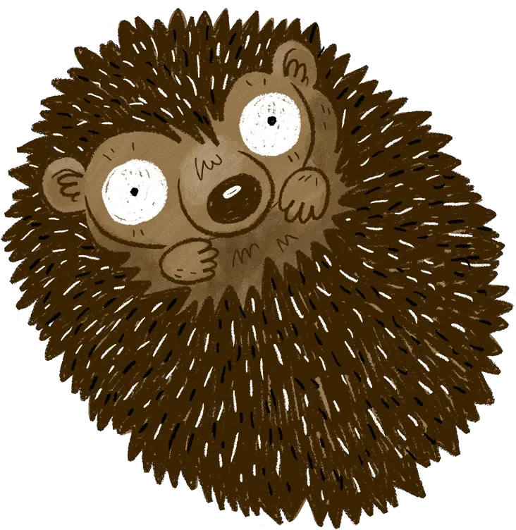 All About Hedgehogs Shepreth Wildlife Conservation Charity 1 Png Hedgehog Transparent