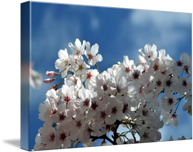 Cherry Blossom Sky By Lorrie Morrison Cherry Blossom Png Cherry Blossom Petals Png