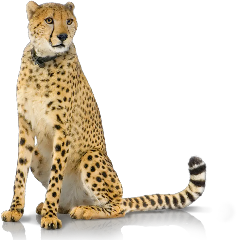 Hd Png 02 Produkte Panel Backuphd Transparent Cheetah With White Background Cheetah Transparent