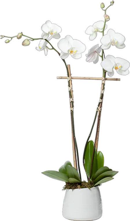 Orchid Planter Png Transparent Moth Orchid Planter Png