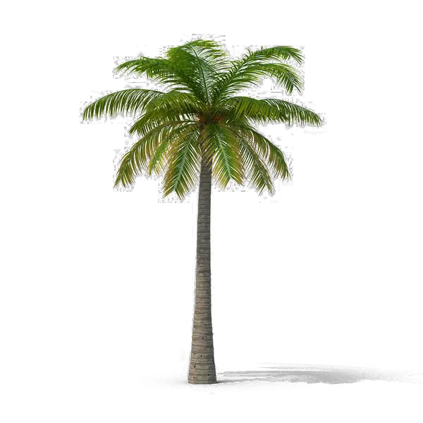 Download Hd Coconut Tree Transparent Palm Trees Transparent Coconut Tree Png Palm Tree Transparent