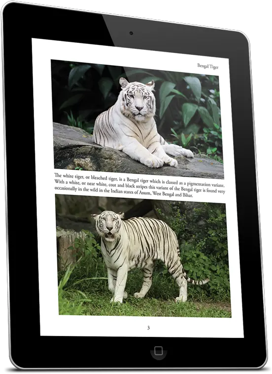 Tigers Kindle White Bengal Tiger Png Tiger Scratch Png