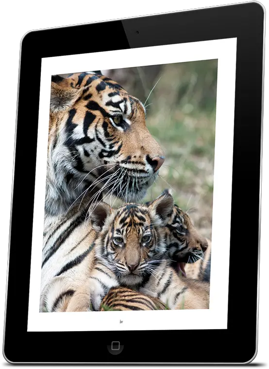 Tigers Kindle Bengal Tiger Png Tiger Scratch Png