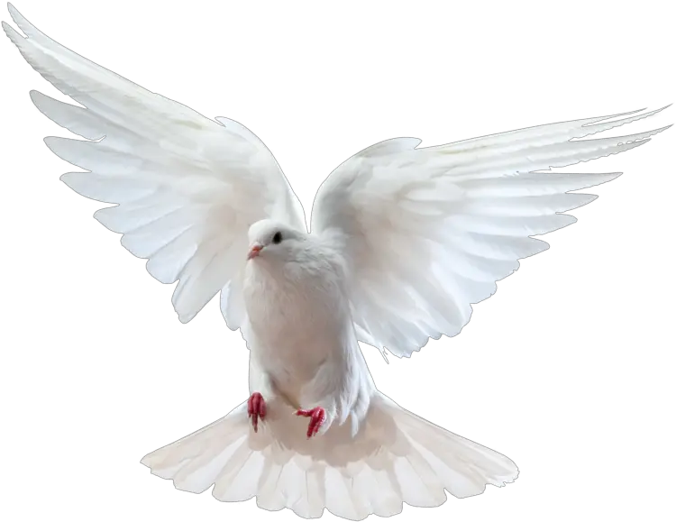 Gods Doves Png Picture 581772 Dove Images Hd Png Dove Png