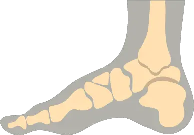 Icon Footxray Heartland Xray Foot X Ray Png X Ray Png