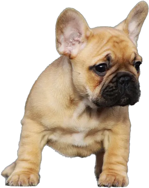 Golden French Bulldog Png In 2020 Png Bulldog Png